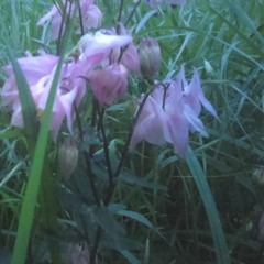 Majikk-S - Lorenzo In Luv