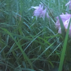 ElysiaXmechatok (Majikk-S Mash Up)