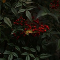 JEROME Mixfile #226-Severin Glance