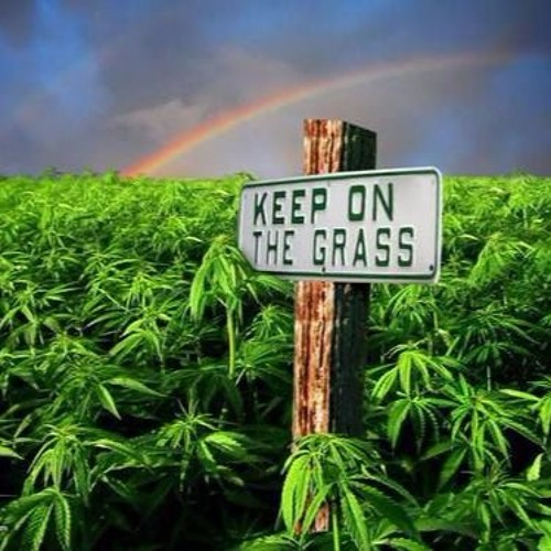 Willy Nova - Amnesia Haze