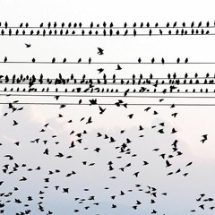 دو تا پرنده که از پشت‌بام می‌افتند