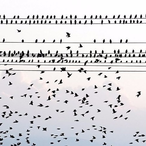 دو تا پرنده که از پشت‌بام می‌افتند