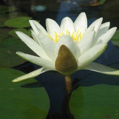 Thousand Petal Lotus