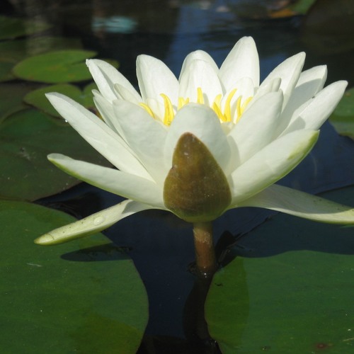 Thousand Petal Lotus