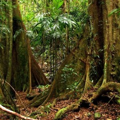 RAINFOREST AMB- QLD - AUSTRALIA