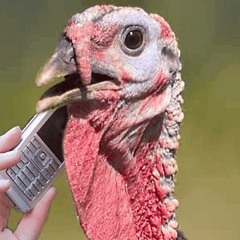 Turkeys Callin