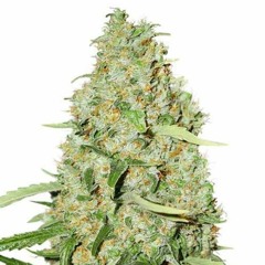 Ganja Ganja <3