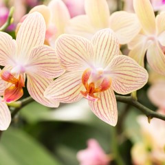 ORCHIDA