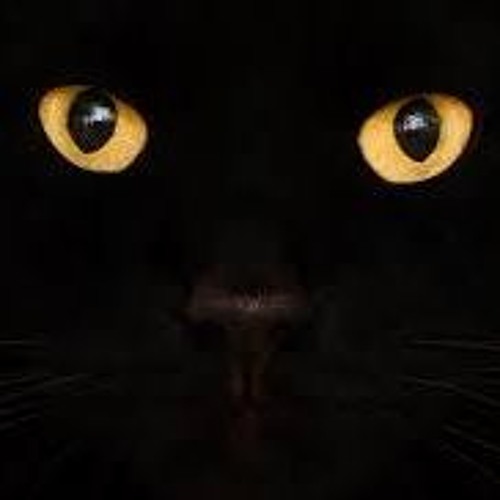 Ployd - Little Black Kitty