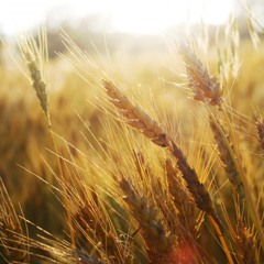 Song 7: Vocals, Violin