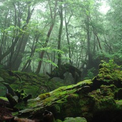 Solide State Drive ( No Master)