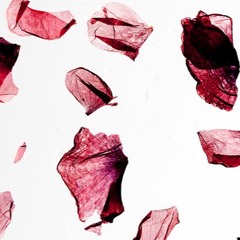 The Sounds of TORN – Humber Street Gallery