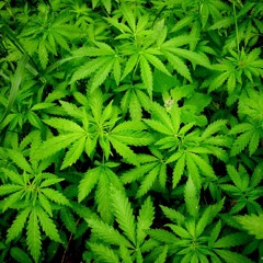 You can suck if you want (LIL Gral prod)