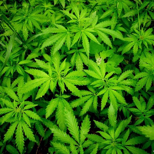 You can suck if you want (LIL Gral prod)