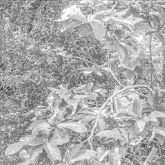 Offcial Teaser for 'Banger'