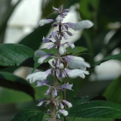 SALVIA DIVINORIUM
