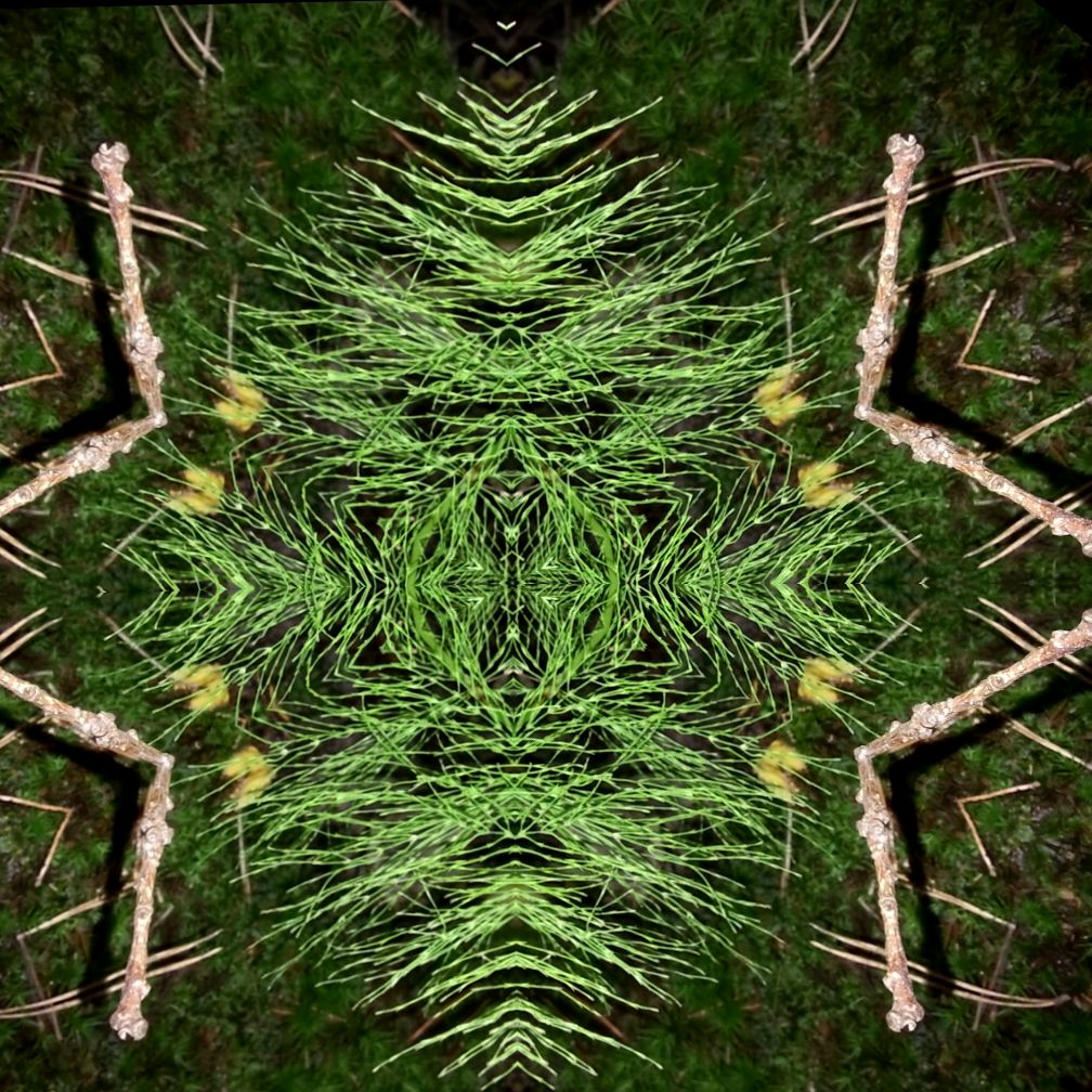 Sedative Plants episode artwork