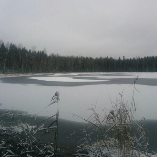 A field recordist walks into a bog