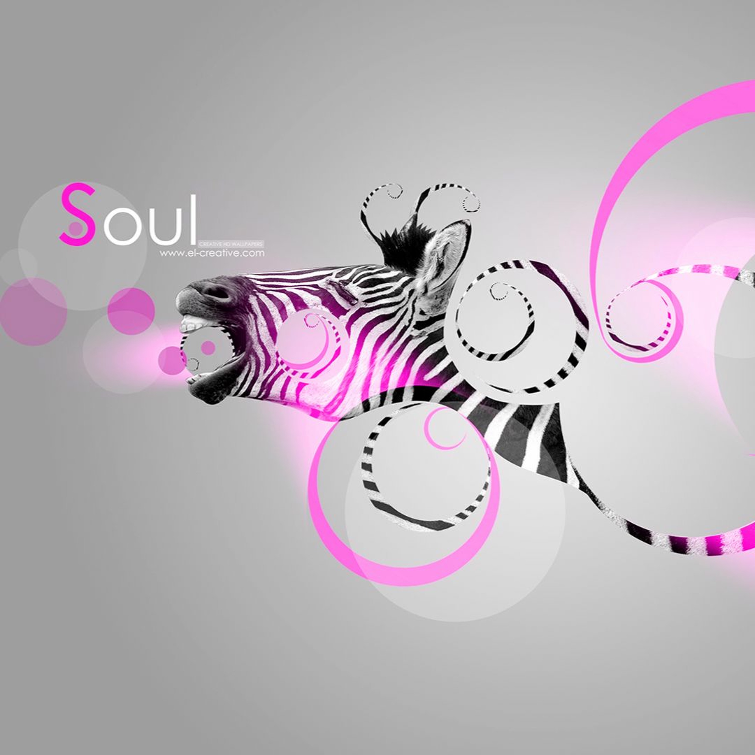 Zebra Electro Soul episode artwork