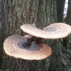 Land Of The Green Abyss