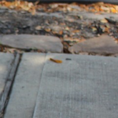 TurkeyDaee (Tessa Castor-Drums)