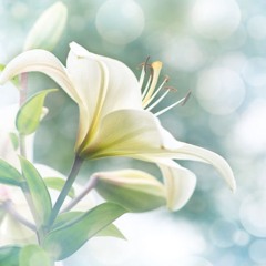 Isn't She Lovely (Anthem Lights Version) (Cover by Alan Blum)