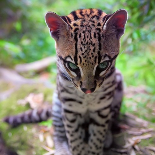 Tony Tonite - Одна (LSKF Remix)