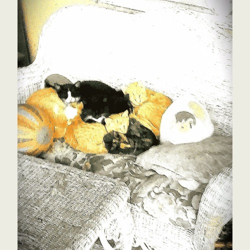 Jims Big Ego - Stress