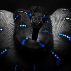 Snake Charmer (feat. Sean Pharo)