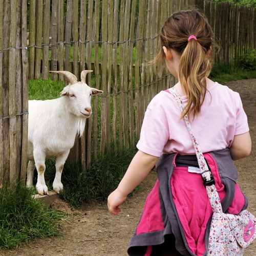 Ed Harris - "Devanny's Goat/Last Night's Fun/Galway Rambler"