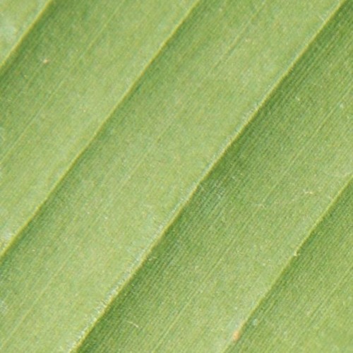 Zissel Jungle:: 001 :: Mixtape