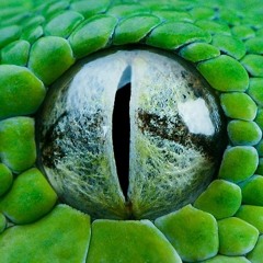 Slither
