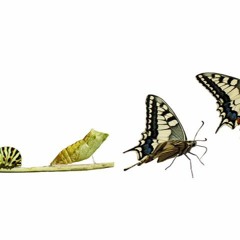 Metamorphose