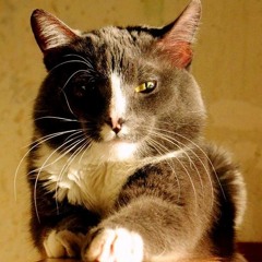 Enough Unknown - ReTwisted Cat