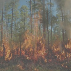 chamber of reflection