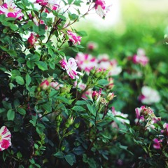 Flowers By Maricela Rueda