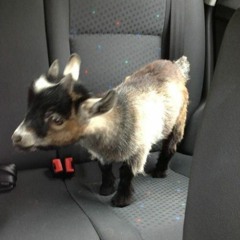 Havin' Thangz - I Just Might (SliMM Havin x Rizzy2Cold x Dt Havin x Ritchie Ozbourne)