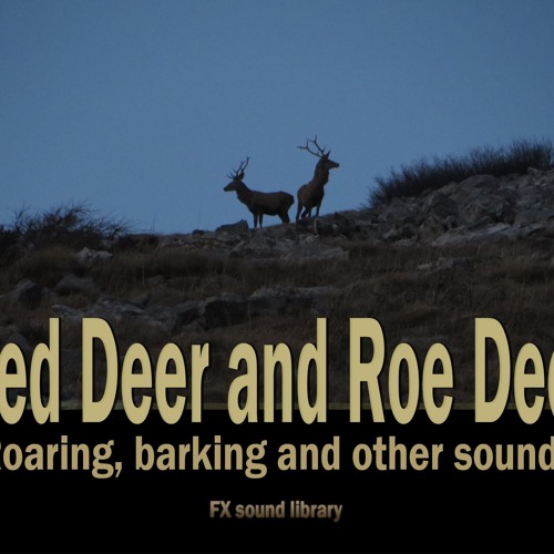 Red Deer and Roe Deer – Roaring, barking and other sounds; pro FX library - preview