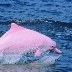 so, what do you think about it?