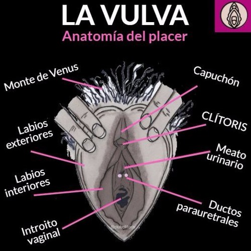 Listen to Cortorreo 7: Se llama VULVA, no vagina con Alicia