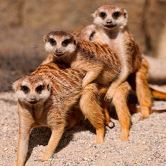 Bangerz 'n' Mash Ft. Fugitive -  Compare The Meerkat Wonk