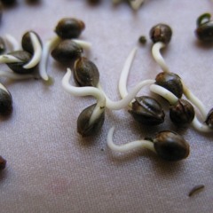 Seeds