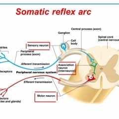 Somatic Reflex Arc