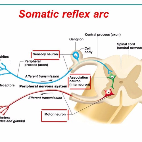 A Reflex Arc Diagram