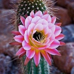 Bhajans, Chants, Mantras & Songs to Awaken Love