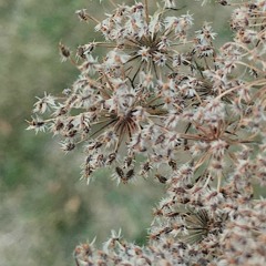 bh9090 - pith [OSC105 V30]