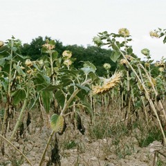 Tracce iscritte | RadioFm4 | Nov17