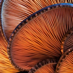XXVIII