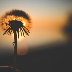 Dawn