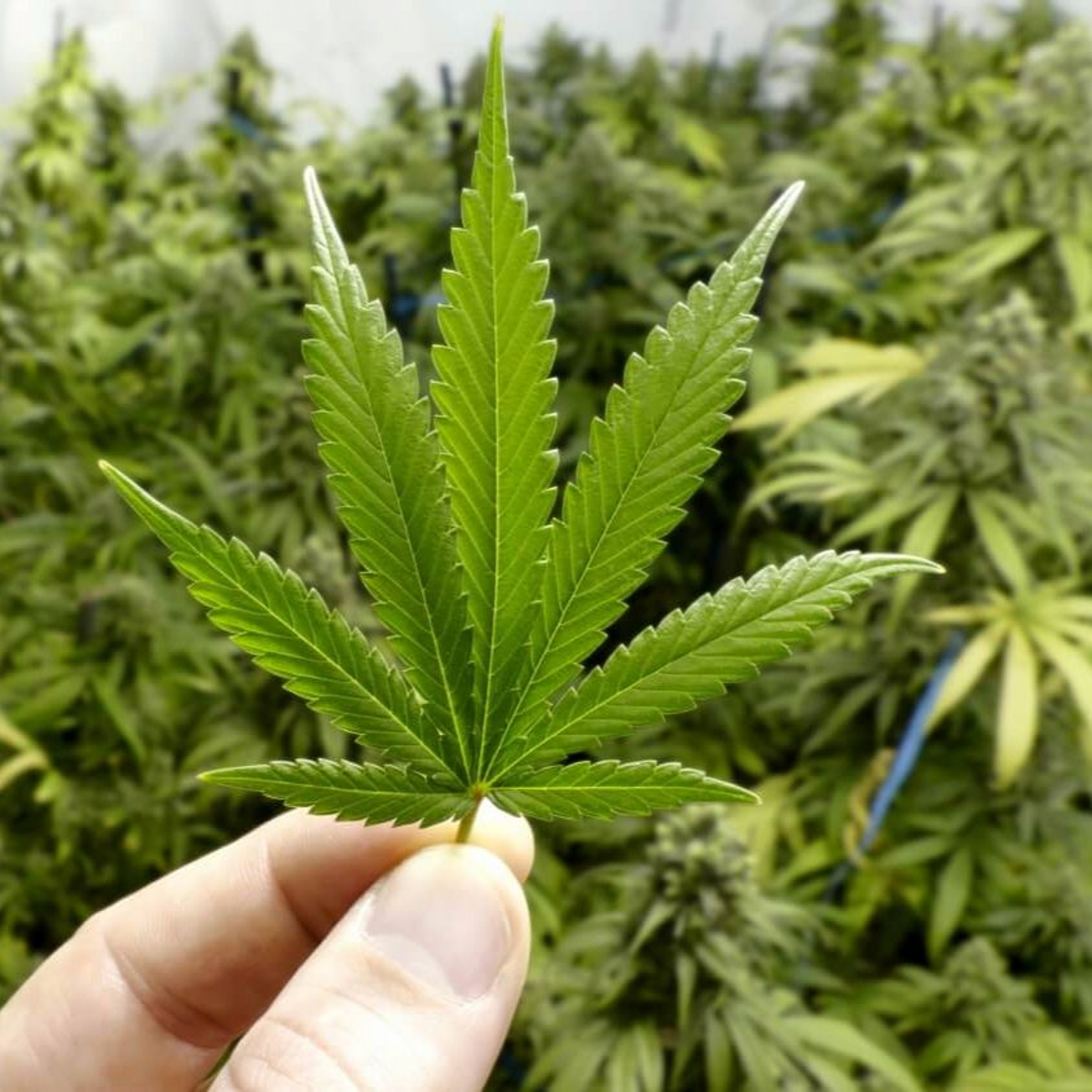 Biohack using CBD/Hemp Oil episode artwork